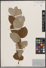 Foto von Salix caprea L.